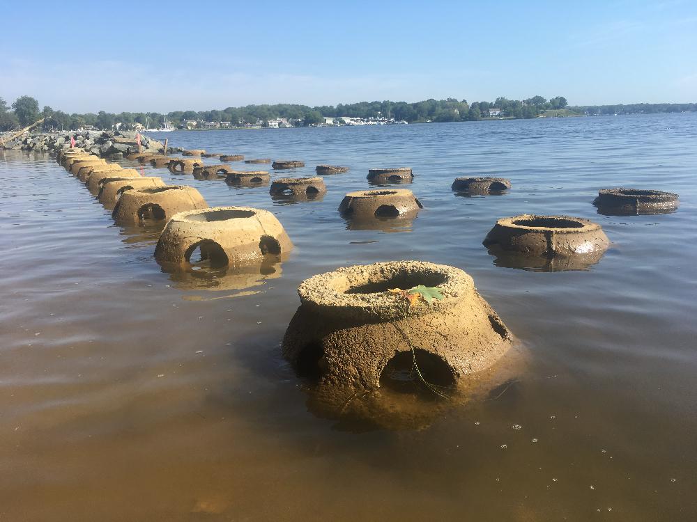 Turnbull Living Shoreline - Ecosystem Planning & Restoration Ecosystem ...