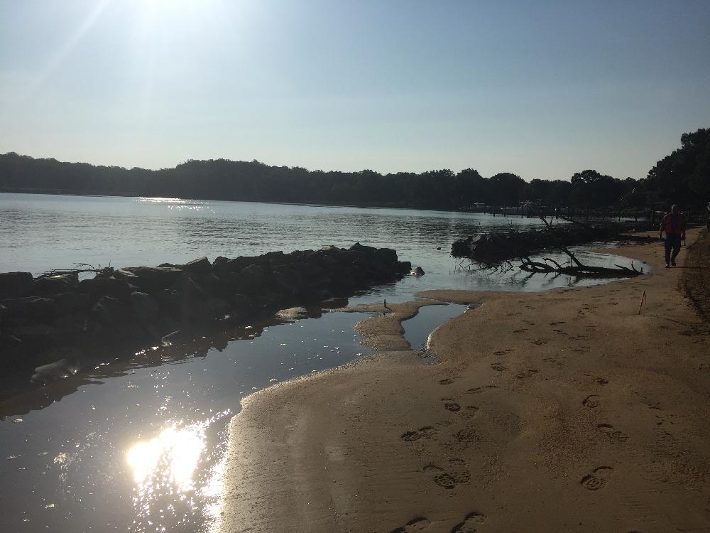 Turnbull Living Shoreline - Ecosystem Planning & Restoration Ecosystem ...