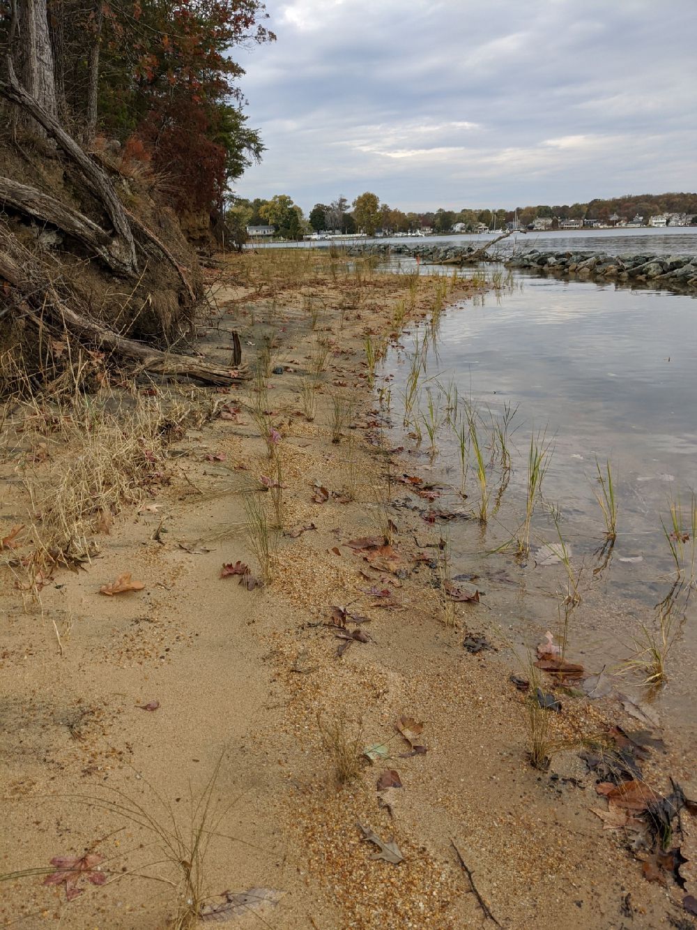 Turnbull Living Shoreline - Ecosystem Planning & Restoration Ecosystem ...