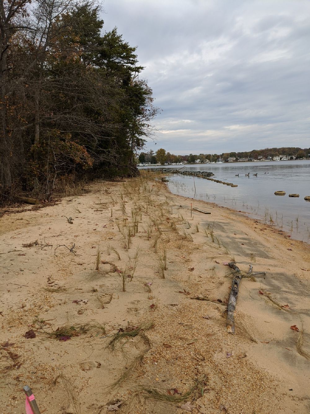 Turnbull Living Shoreline - Ecosystem Planning & Restoration Ecosystem ...